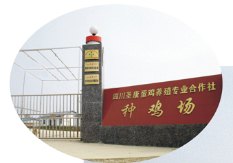 四川聖康蛋雞養（yǎng）殖（zhí）專（zhuān）業（yè）合作