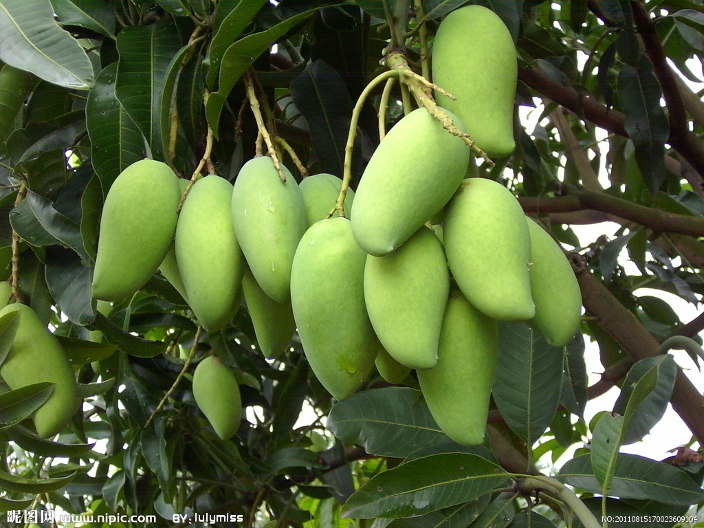 芒果大家都會吃 可芒果餡料怎麽吃呢